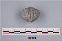 藏品(石燕及其他腕足動物)的圖片